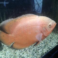 決まりましたm(_ _)mレッドオスカー珍しい「柄なし」の画像