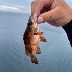 釣り友達募集です！