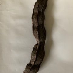 黒ムクナ豆　一房