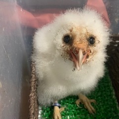 メンフクロウの雛　見学受付中！