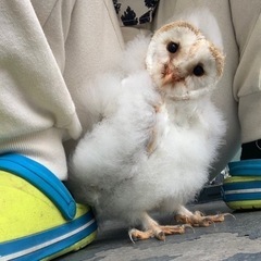 メンフクロウの雛　見学受付中！ - ペット