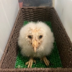 メンフクロウの雛　見学受付中！ - 座間市