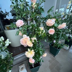 薔薇2.    の画像