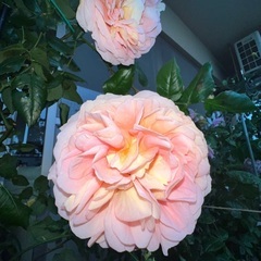 薔薇2.    の画像