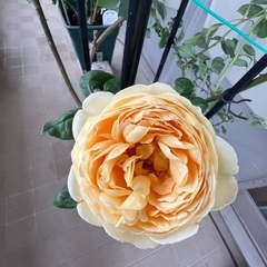 薔薇2.    の画像
