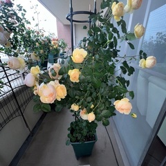 薔薇2.    の画像