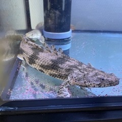 ポリプテルス　エンドリケリー