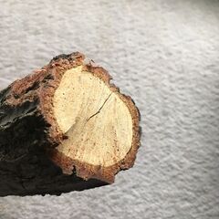 クヌギ原木の画像