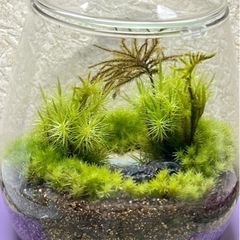 小さなビーチ_002の画像