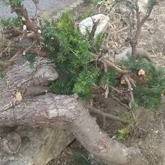 5月11日まで！木 小枝から大きいのまで  