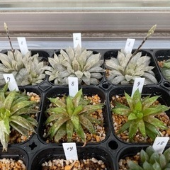 観葉植物 ハオルチアなど