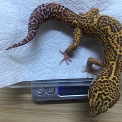 レオパ 大きめの♂紹介🌸