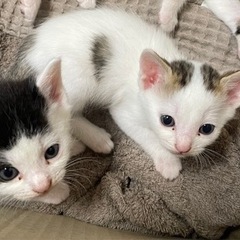 生後1ヶ月くらいの子猫保護しました