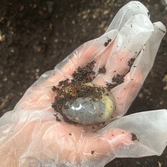 カブトムシの幼虫