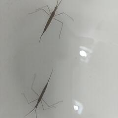 天然採取個体、兵庫県産、ヒメミズカマキリ、１匹。の画像