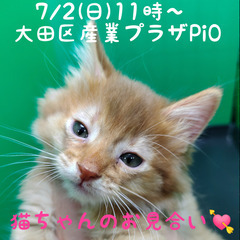 3/4生ソマリ♀レッド(トライアウト猫)　里親募集中～！