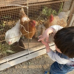 農業や家庭菜園で捨てる予定でニワトリやヤギの餌になるものをください。 - 助け合い