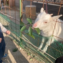 農業や家庭菜園で捨てる予定でニワトリやヤギの餌になるものをください。 - 買いたい/ください