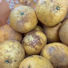 夏みかんC級品 10kg 無料でどうぞ②