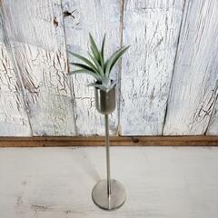 エアー プランツ スタンド　観葉植物の画像