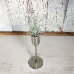 エアー  プランツ スタンド　観葉植物の画像