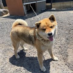 柴犬 