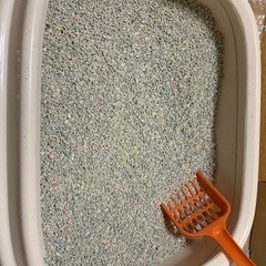 無料 実家用に買った未使用 猫トイレ 砂付き