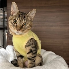 3本足のピッピ