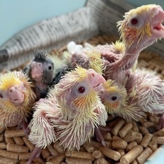 小さなことり屋さん𓎤𓅮 ⸒⸒