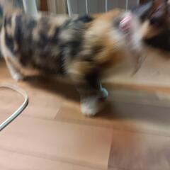 里親募集しています。保護猫活動をしています