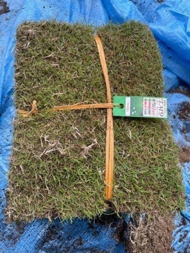 高麗芝　トヨタTM9　12束