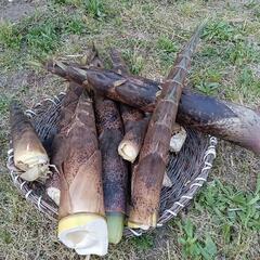 タケノコ　2.4キロ　ワラビ　コシアブラ