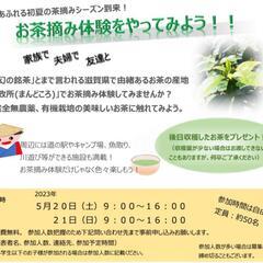 お茶摘み体験してみませんか？