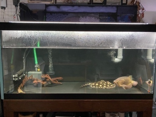 1200センチ　アクリル水槽