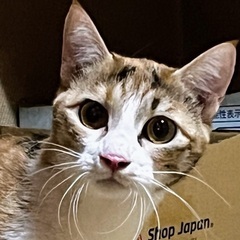 一生可愛がって頂ける飼い主様を募集しています。 - 名古屋市