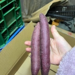 サツマイモ(べにはるか)  5kg 700円　