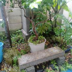 ツバキ　園芸　盆栽　ガーデニング　植木の画像