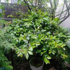 ツバキ　園芸　盆栽　ガーデニング　植木の画像