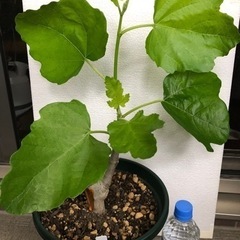 フランス原産イチジク【ドーフィン】鉢植えの画像