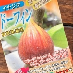 フランス原産イチジク【ドーフィン】鉢植え