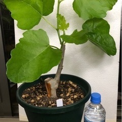 フランス原産イチジク【ドーフィン】鉢植えの画像
