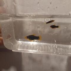 熱帯魚プラティ約10匹