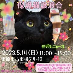 ねこけん千葉支部🐈️保護猫譲渡会開催します❗