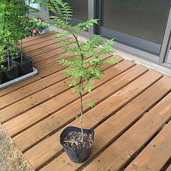 山椒の木