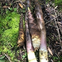 10時頃に採れたたけのこです