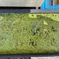 ② アオ浮草(小) メダカや熱帯魚に！
