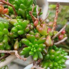 ☆多肉植物　虹の玉　5カット