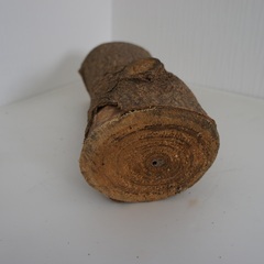 北海道産29.5cm　桐材の画像