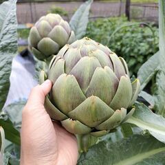 【野菜・ハーブ苗】アーティチョークの苗