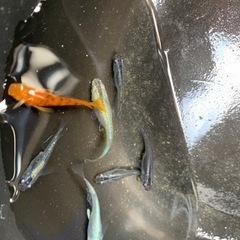 メダカミックス